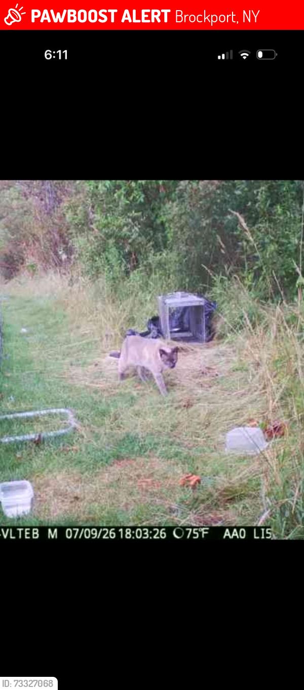 Lost Male Cat last seen Millhouse Family Restaurant, Brockport, NY 14420