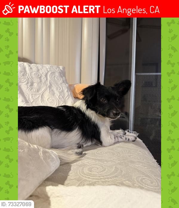 Lost Male Dog last seen Walgrove & Morningside, Los Angeles, CA 90291
