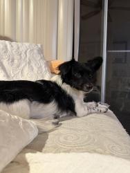 Lost Male Dog last seen Walgrove & Morningside, Los Angeles, CA 90291