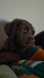 Reunited Male Dog last seen By tc grill, Maryville, TN 37803
