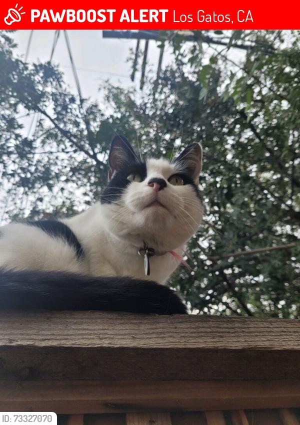 Lost Male Cat last seen Penn Way and National Ave Los Gatos, Los Gatos, CA 95032