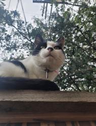 Lost Male Cat last seen Penn Way and National Ave Los Gatos, Los Gatos, CA 95032