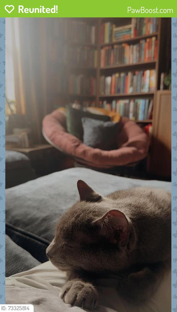 Reunited Male Cat last seen Prescott Place apmts, Columbus, OH 43235