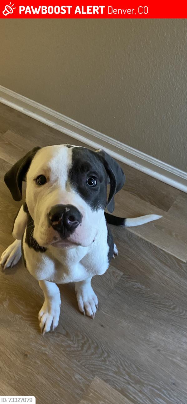 Lost Male Dog last seen Deerfield at Indian creek apmts, Denver, CO 80231