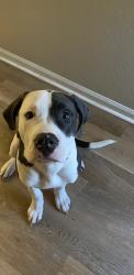 Lost Male Dog last seen Deerfield at Indian creek apmts, Denver, CO 80231