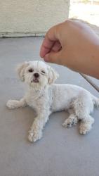 Reunited Female Dog last seen Southern and Miller, Buckeye, AZ 85326