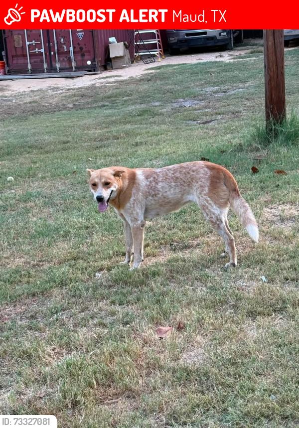 Lost Female Dog last seen Redwater Texas, Maud, TX 75567