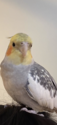 Lost Unknown Bird last seen Jordan Street by the Starbucks., Queens, NY 11358