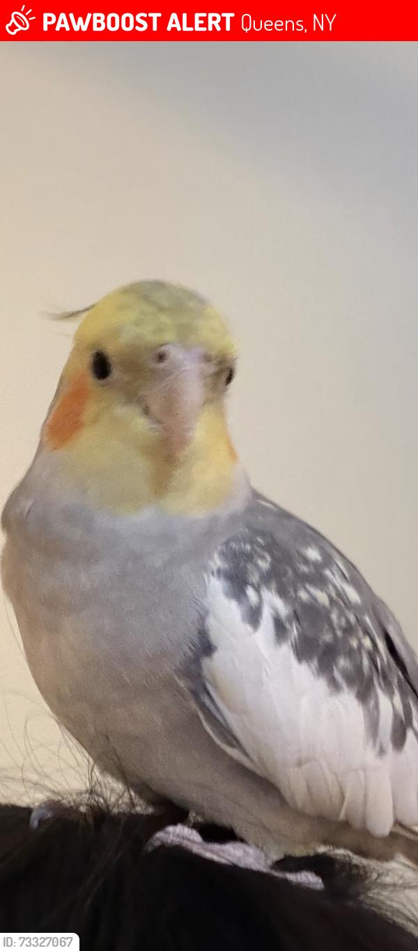 Lost Unknown Bird last seen Jordan Street by the Starbucks., Queens, NY 11358