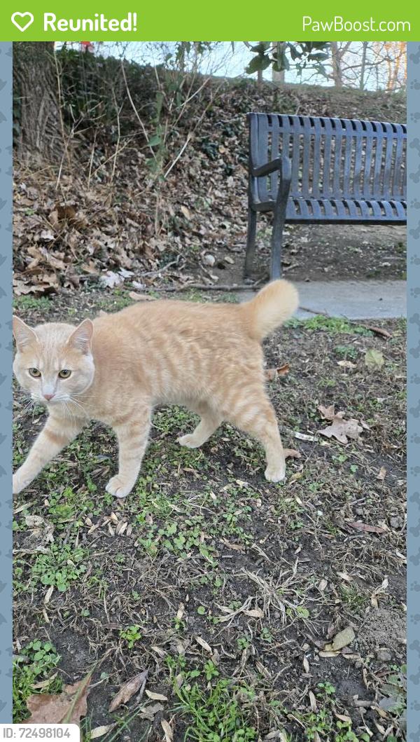 Reunited Male Cat last seen Clairmont, Atlanta, GA 30341