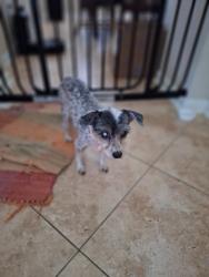 Reunited Female Dog last seen Near E Gore Ave, Pharr, TX 78577, USA, Pharr, TX 78577