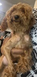 Reunited Female Dog last seen Northlake area near mall, Charlotte, NC 28216