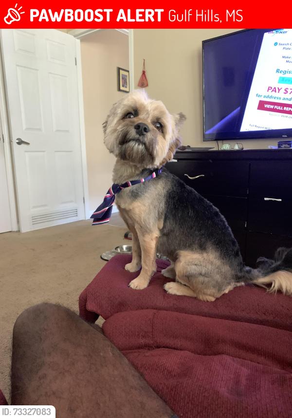 Lost Male Dog last seen Goffville Rd, Gulf Hills, MS 39564