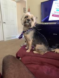 Lost Male Dog last seen Goffville Rd, Gulf Hills, MS 39564