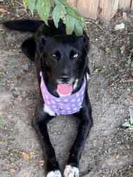 Found/Stray Female Dog last seen Wingate Park Drive, Houston, TX 77082