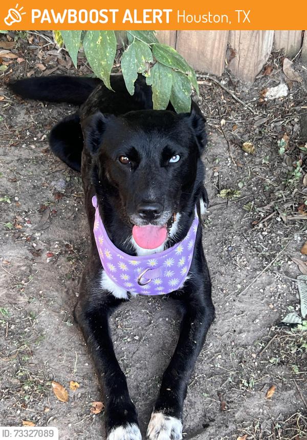Found/Stray Female Dog last seen Wingate Park Drive, Houston, TX 77082
