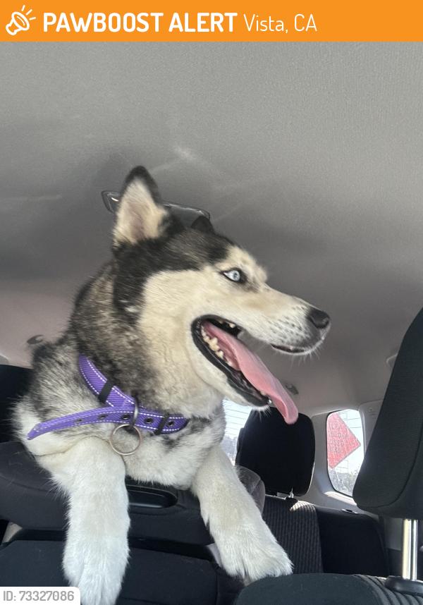 Found/Stray Male Dog last seen Found wandering on W California Ave, Vista, Vista, CA 92083