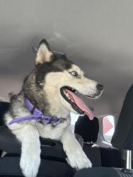 Found/Stray Male Dog last seen Found wandering on W California Ave, Vista, Vista, CA 92083