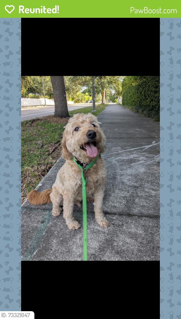 Reunited Male Dog last seen Flagler and worth ct south, West Palm Beach, FL 33405