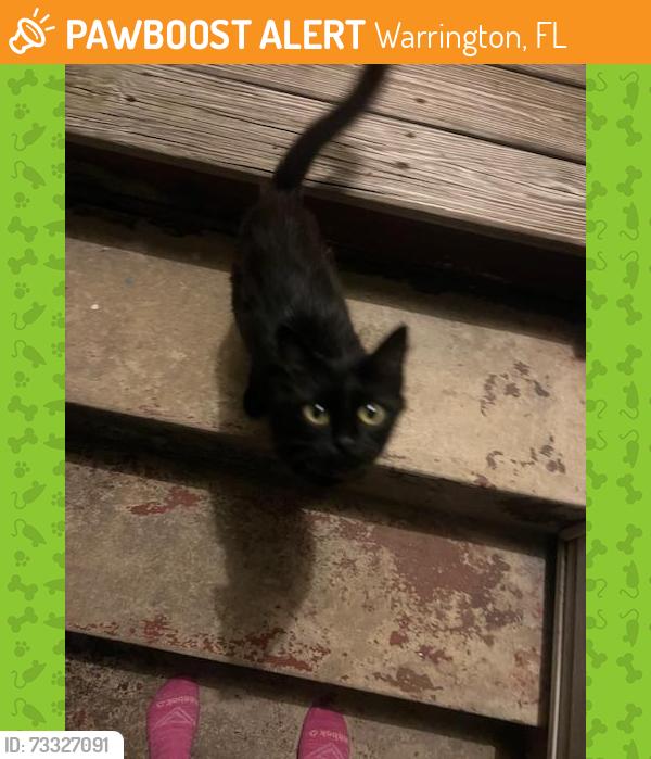 Found/Stray Female Cat last seen donald dr, Warrington, FL 32507