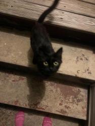 Found/Stray Female Cat last seen donald dr, Warrington, FL 32507