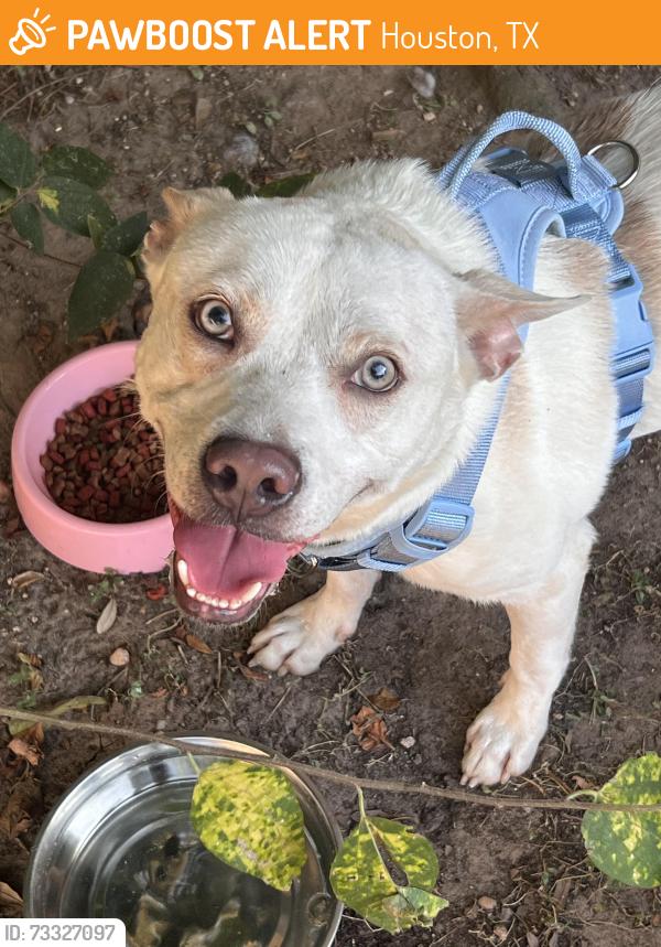 Found/Stray Male Dog last seen Windgate Park Drive, Houston, TX 77082