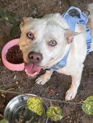 Found/Stray Male Dog last seen Windgate Park Drive, Houston, TX 77082