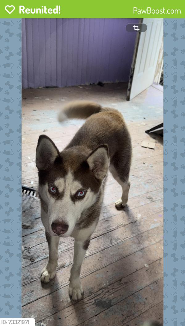 Reunited Female Dog last seen Central Ave, Newark, NJ 07107
