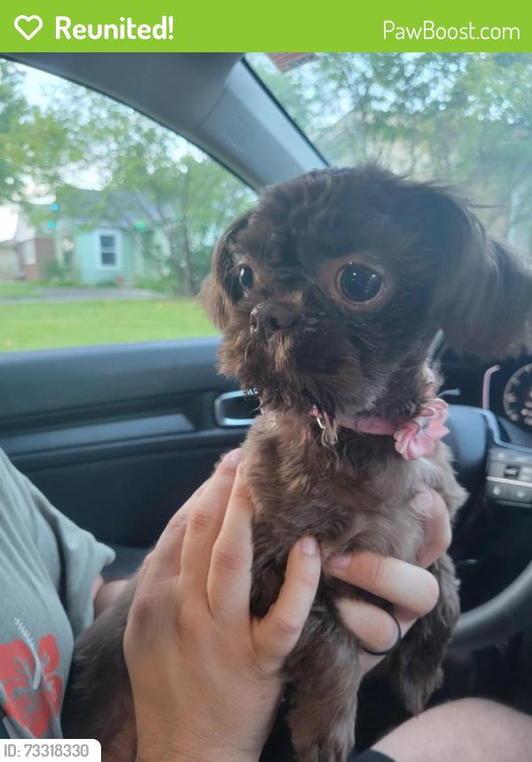 Reunited Female Dog last seen McDonough and Notre Dame, Joliet, IL 60436