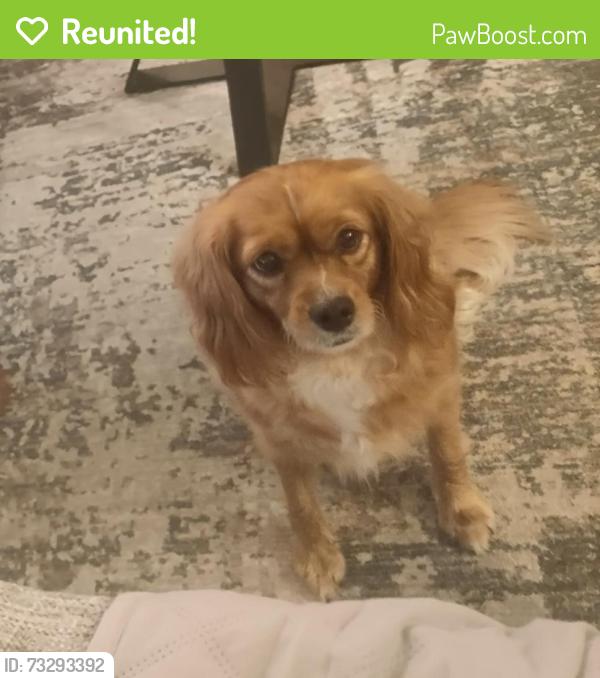 Reunited Female Dog last seen Wright drive and Norway st. Mechanicsburg, Mechanicsburg, PA 17055