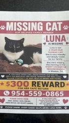 Lost Female Cat last seen Near E Sixth St Mission, TX 78572 United States, Mission, TX 78572