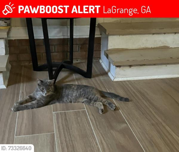 Lost Female Cat last seen Hines rd and Mountville hogansvillerd, LaGrange, GA 30241