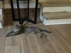 Lost Female Cat last seen Hines rd and Mountville hogansvillerd, LaGrange, GA 30241