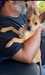 Lost Male Dog last seen i40 ramp east and east lee street, Greensboro, NC 27401