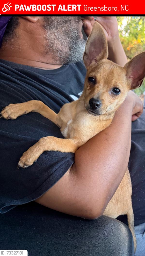 Lost Male Dog last seen i40 ramp east and east lee street, Greensboro, NC 27401
