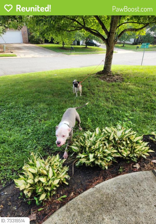 Reunited Unknown Dog last seen Near shadow pine drive, Charlotte, NC 28269