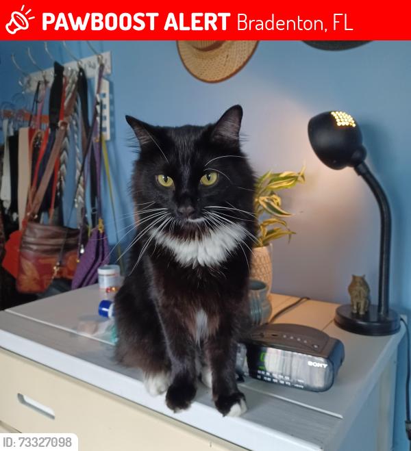 Lost Male Cat last seen 57th Ave W and 26th Street W, Bradenton, FL 34207