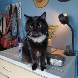 Lost Male Cat last seen 57th Ave W and 26th Street W, Bradenton, FL 34207