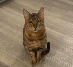 Reunited Male Cat last seen Bengal, London, ON N6H 2J3