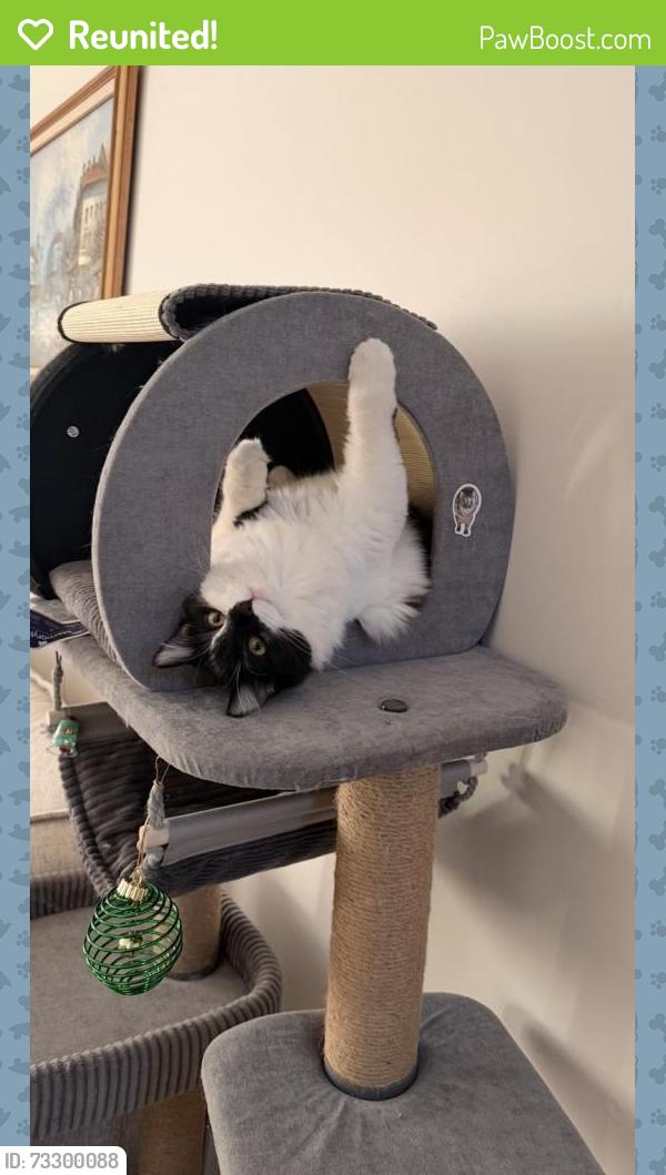 Reunited Female Cat last seen Ryan and 14 mile, Warren, MI 48092