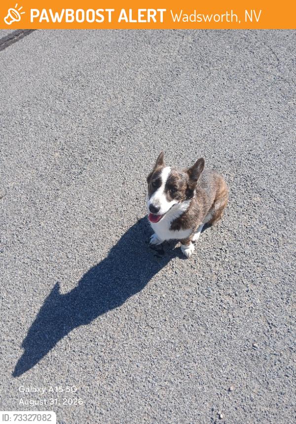Found/Stray Unknown Dog last seen Elementary School Wadsworth, Wadsworth, NV 89442