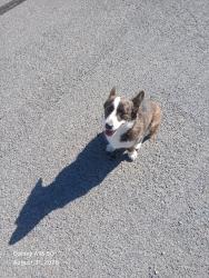 Found/Stray Unknown Dog last seen Elementary School Wadsworth, Wadsworth, NV 89442