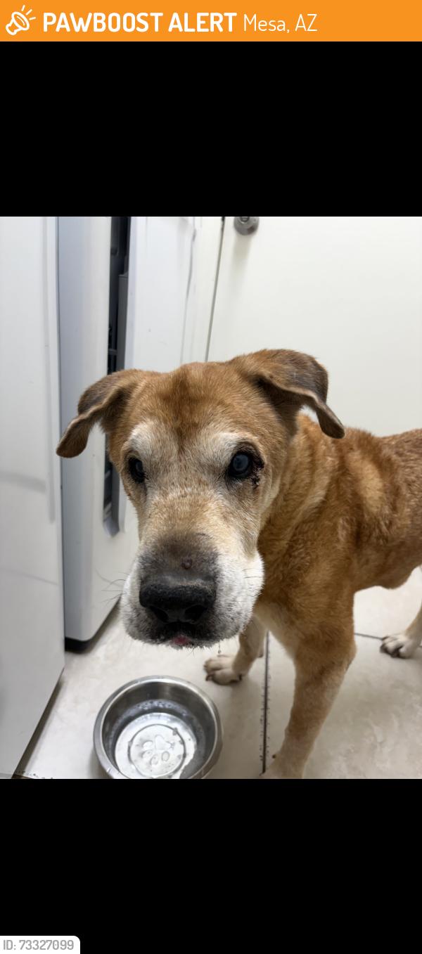 Found/Stray Male Dog last seen Hawes and Guadalupe, Mesa, AZ 85212