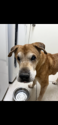 Found/Stray Male Dog last seen Hawes and Guadalupe, Mesa, AZ 85212