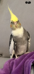 Lost Male Bird last seen Near Marsteller middle school, Linton Hall, VA 20136