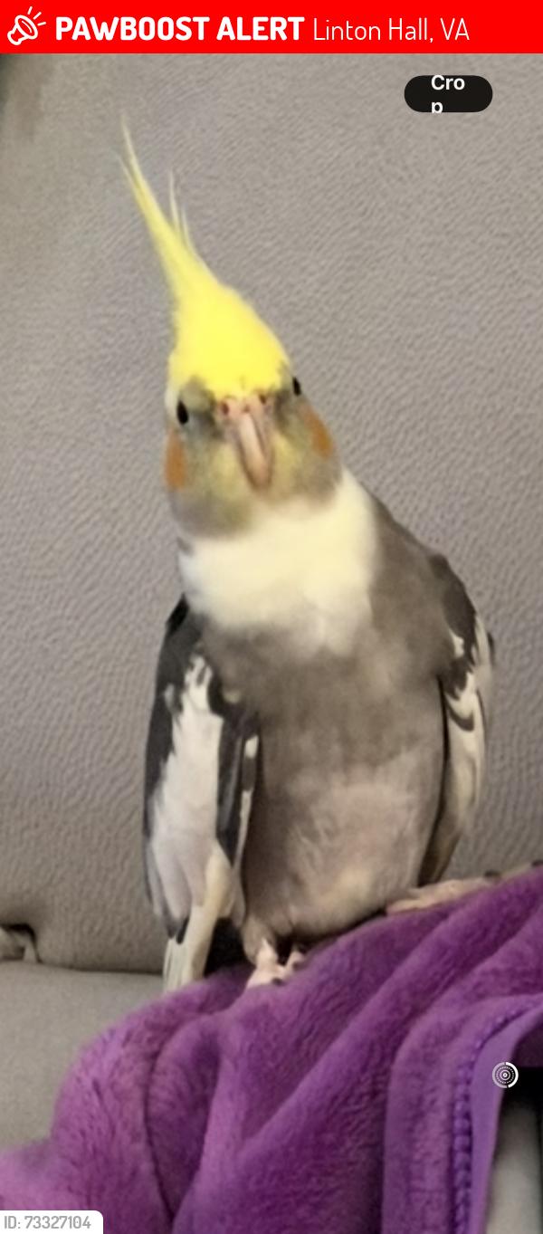 Lost Male Bird last seen Near Marsteller middle school, Linton Hall, VA 20136