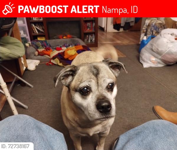 Lost Female Dog last seen Midland, Nampa, ID 83651