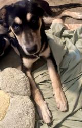 Reunited Female Dog last seen Library, San Fernando, CA 91340