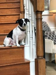 Reunited Male Dog last seen Arcadia Sound Lane, Royal Brook subdivision, Houston, TX 77365