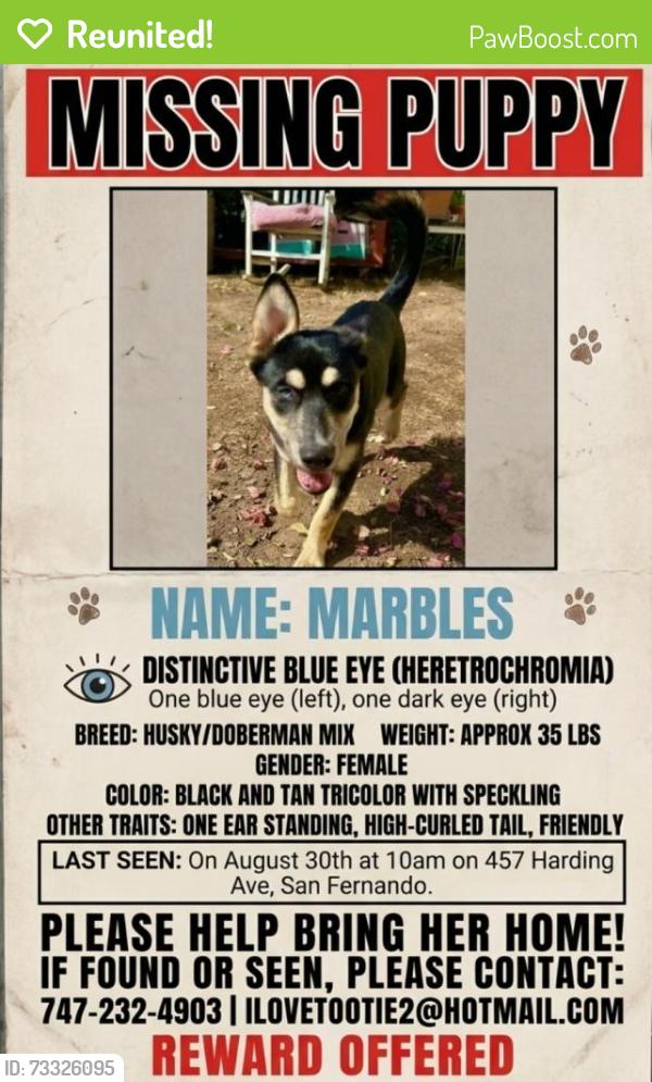 Reunited Female Dog last seen Harding ave, San Fernando, CA 91340